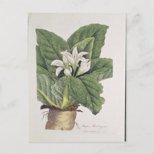 Atropa mandragora vykort