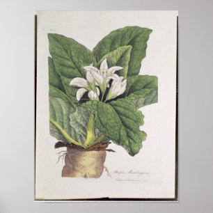 Atropamandragora Poster