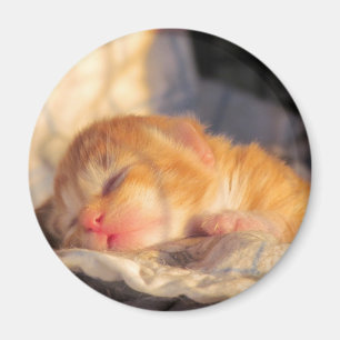 Åtsittande söt kattunge för sömn magnet