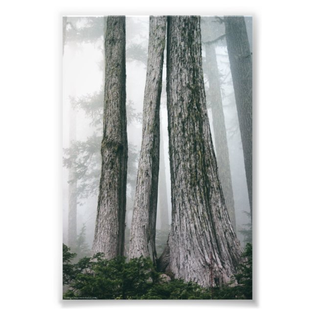 Att åberopa skogen fototryck (Framsidan)