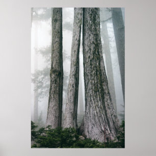 Att åberopa skogen poster