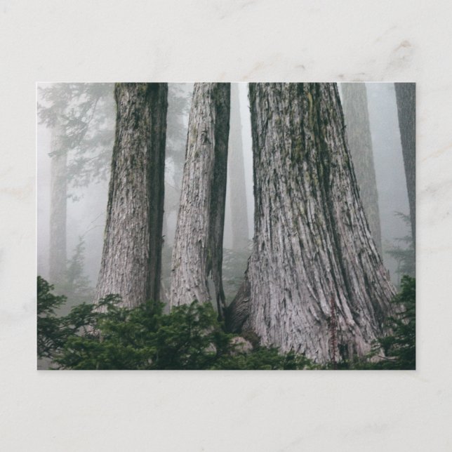 Att åberopa skogen vykort (Framsida)