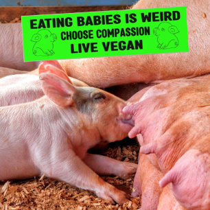 Att äta Spädbarn är Konstig, Vegan Activism. Bildekal