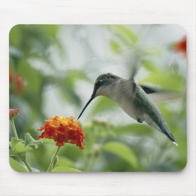 Att att fånga en Hummingbird Mousepad Musmatta (Framsidan)