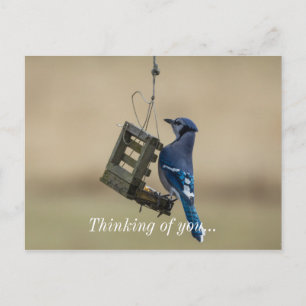 Att byta Blue Jay Tinking mot ditt vykort