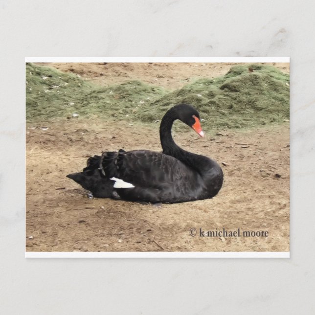 Att drömma om havet vykort (Framsida)