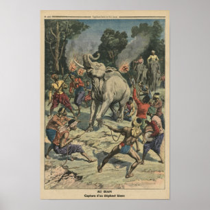 Att fånga en vit elefant i Siam Poster