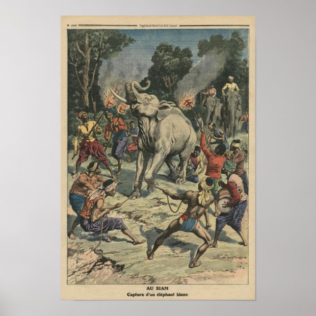 Att fånga en vit elefant i Siam Poster (Framsidan)