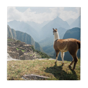 Att förbise för Llama fördärvar   Machu Picchu Kakelplatta