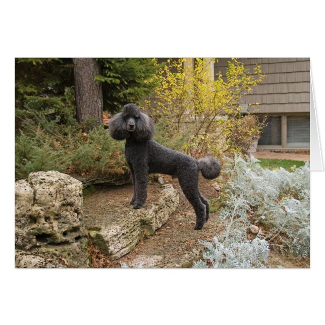 Att ge lite magi till din dag... hälsningskort (Framsidan Horizontal)