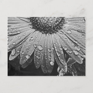 Att glittra regnar tappar på daisyblomma vykort