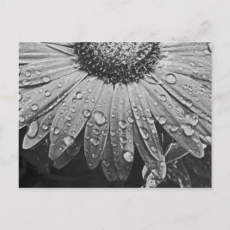Att glittra regnar tappar på daisyblomma vykort