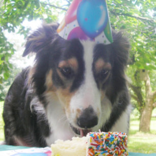 "Att ha din kummel och äta den också!" Helgdag-kor Helgkort