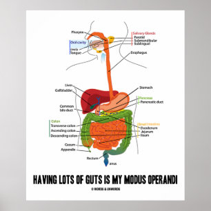 Att ha massor av Guts är mitt modus operandi Poster