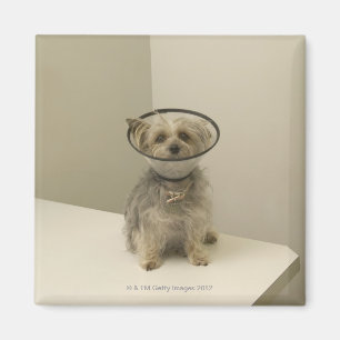 Att ha på sig för Terrierhund som är skyddande, Magnet