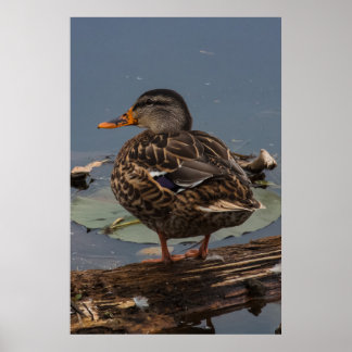 Att Hänga Ut Poster