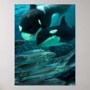 Att jaga makrill poster