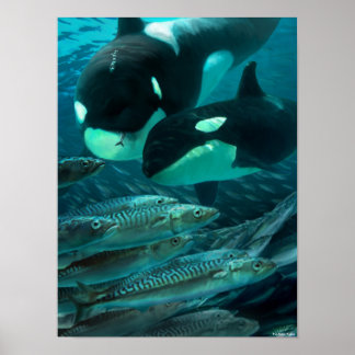 Att jaga makrill poster