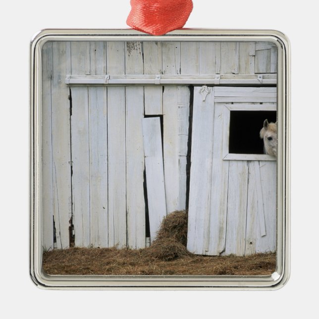 Att klibba för häst head ut ladugårdfönstret julgransprydnad metall (Framsidan)