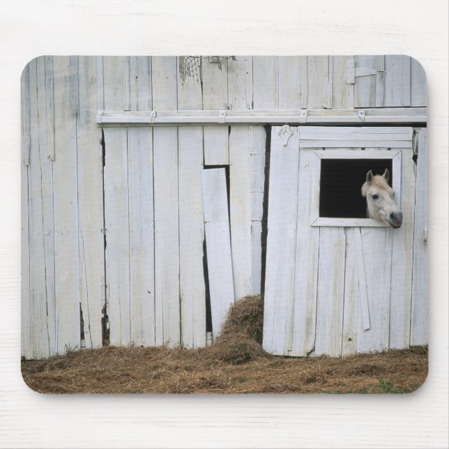 Att klibba för häst head ut ladugårdfönstret musmatta (Framsidan)