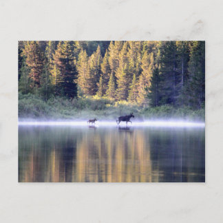 Att korsa dimman vykort