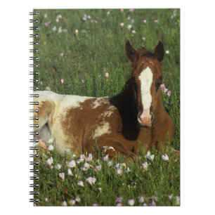 Att lägga för Appaloosaföl besegrar i blommor Anteckningsbok Med Spiral