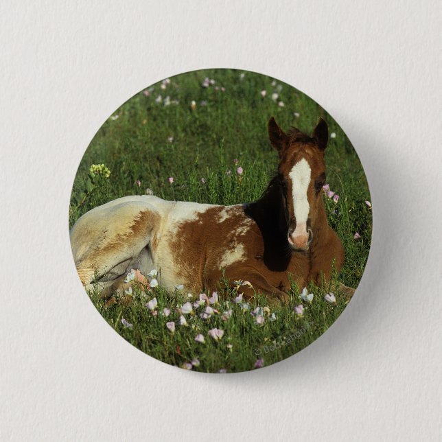 Att lägga för Appaloosaföl besegrar i blommor Knapp (Framsida)