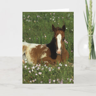 Att lägga för Appaloosaföl besegrar i blommor Kort
