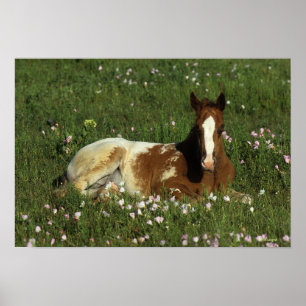 Att lägga för Appaloosaföl besegrar i blommor Poster