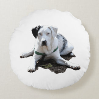 Att lägga för den Catahoula byrackan besegrar Rund Kudde