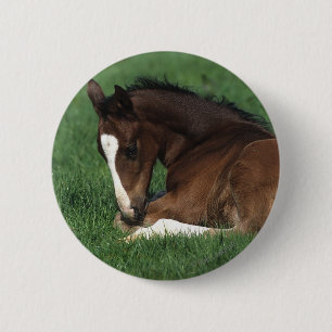 Att lägga för det Warmblood fölet besegrar Knapp