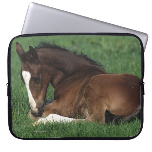 Att lägga för det Warmblood fölet besegrar Laptop Sleeve