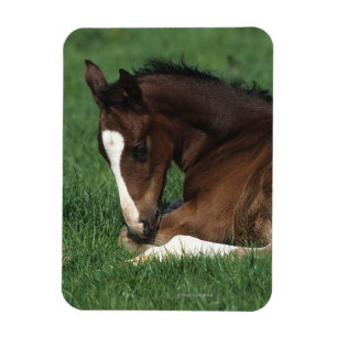 Att lägga för det Warmblood fölet besegrar Magnet