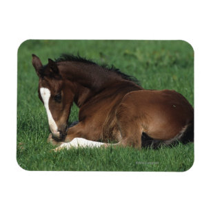 Att lägga för det Warmblood fölet besegrar Magnet
