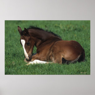 Att lägga för det Warmblood fölet besegrar Poster