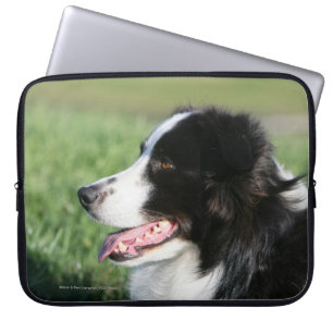 Att lägga för gränsCollievalp besegrar Laptop Sleeve