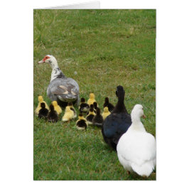 Att leda familjemuseerna i en rad hälsningskort