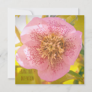 Att leva med avsikt. Helleborus (Lenten Ro)