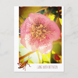 Att leva med avsikt. Helleborus (Lenten Ro) Helg Vykort