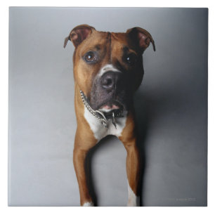 Att ljuga för groptjurTerrier besegrar Kakelplatta