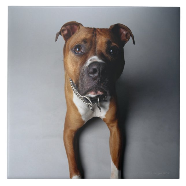 Att ljuga för groptjurTerrier besegrar Kakelplatta (Framsidan)