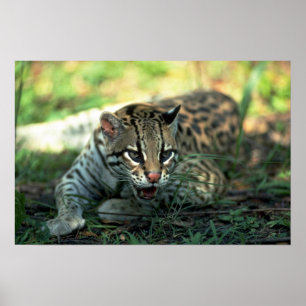 Att ljuga för Ocelot besegrar Poster