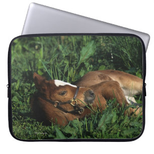 Att ljuga för Thoroughbredföl besegrar Laptop Sleeve