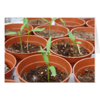 Att nå Sol Hälsningskort