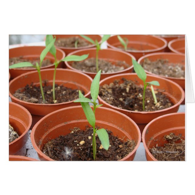 Att nå Sol Hälsningskort (Framsidan Horizontal)