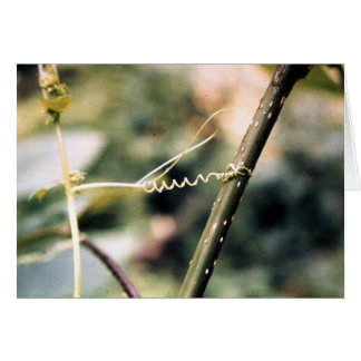 Att ne ut…., hälsningskort