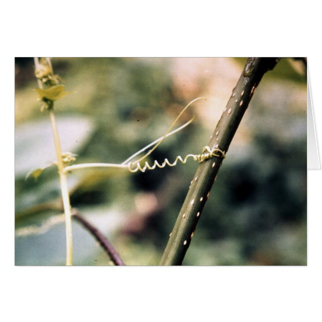 Att ne ut…., hälsningskort (Framsidan Horizontal)