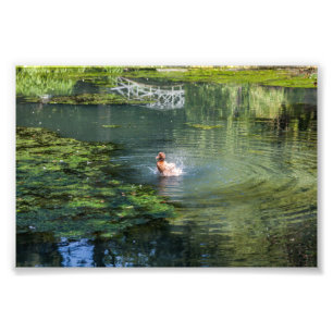 Att skjuta anka i en damm fototryck
