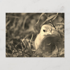 Att Smälta In - Vykort