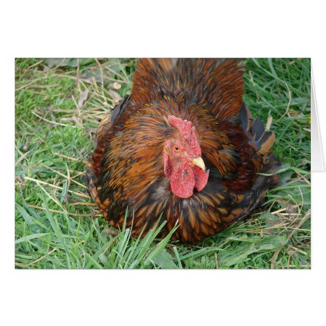 Att ta Break Tupp Hälsningskort (Framsidan Horizontal)